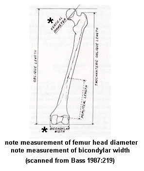 femur measurements