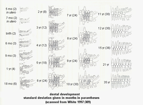 tooth eruption drawings