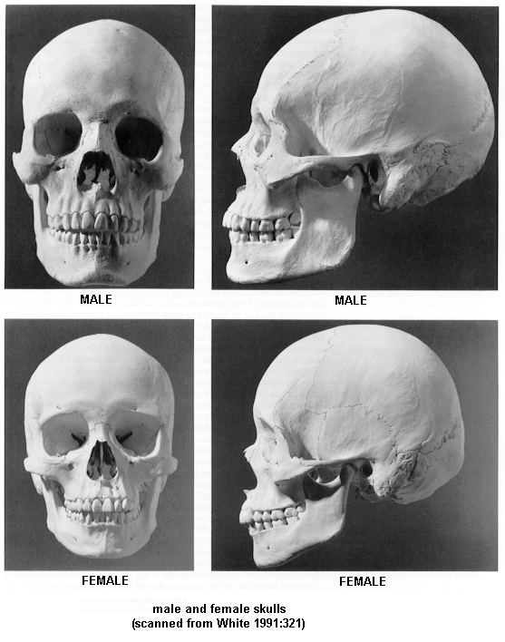 Anthropology Of Sex 28