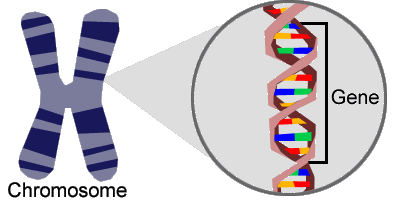 gene on chromosome