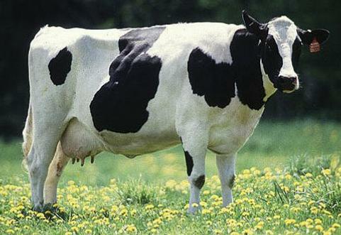 www.aspkin.com/my-ranting-on-cows-for-food/