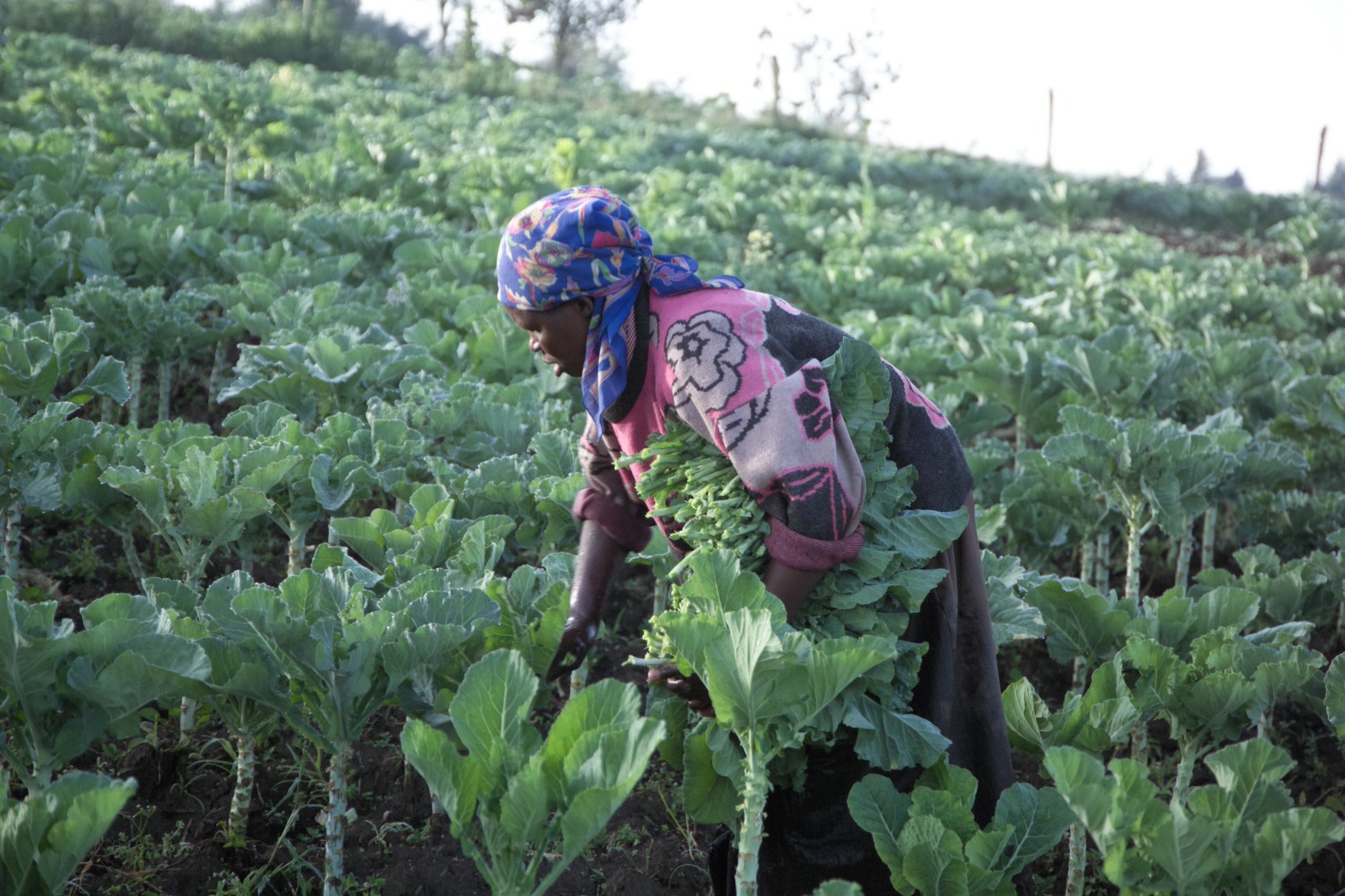 AGRICULTURE or FARMING isa subsistence pattern in which a major part 