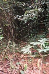 The gully that leads to the Temple Complex