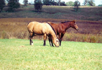 image file