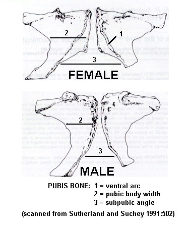 Solved ACTIVITY 2: SEX DETERMINIATION FROM PELVIC MORPHOLOGY