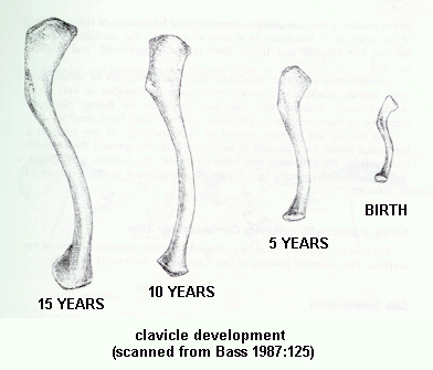 clavicle growth