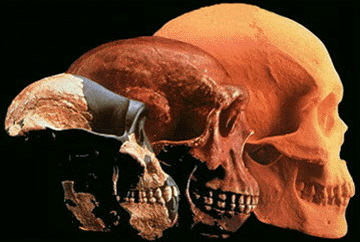 human skulls image