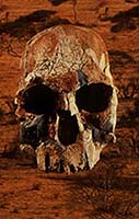 Homo habilis skull