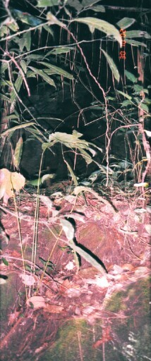 The cave rendezvous in Abuma