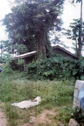 A sacred forest behind the slave market