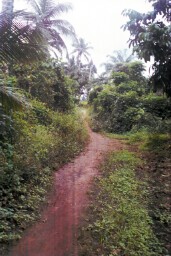 The slave route to the Blue River showing the grove covering the gully