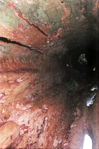 Hollowed Tree Tower in Umuigwe, Amakamma, Olokoro