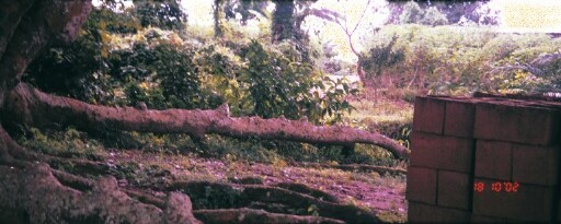 Captives for sale were tied to this surface root of the achi tree