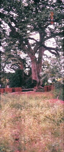 A big tree close to the achi tree in Eke Oba Agbagwu, the former slave market