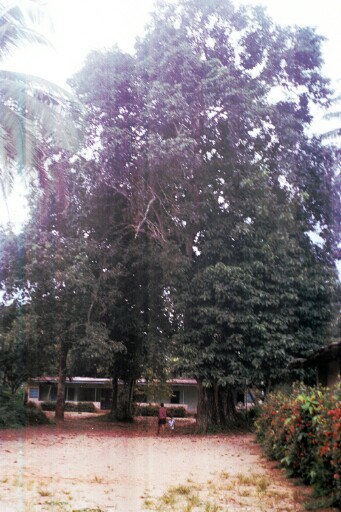 A house in Eluama Village