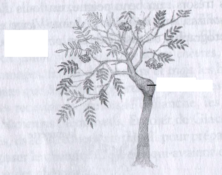 arbre sorbier